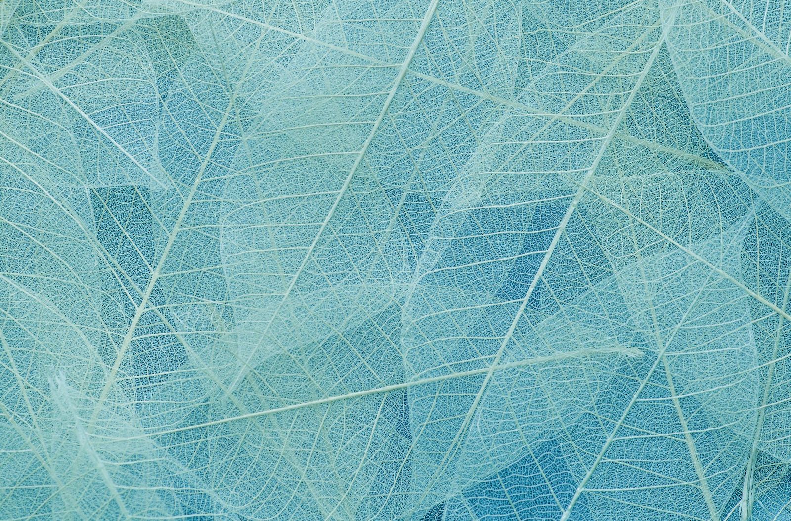 The image shows a close-up of overlapping skeletal leaves in shades of blue, creating a delicate and airy texture.