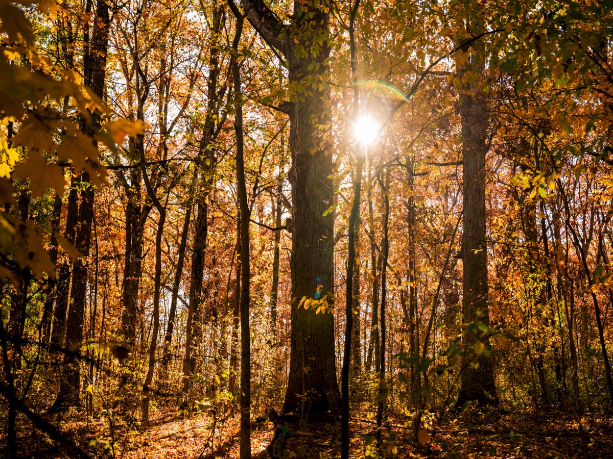 A sunlit autumn forest with tall trees, golden leaves, and dappled light filtering through the woods, creating a warm, tranquil scene.