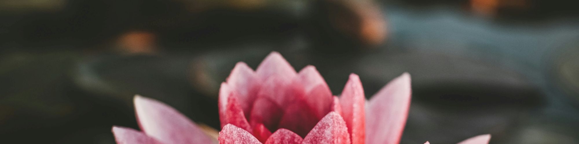 The image shows a single pink water lily in full bloom, surrounded by dark green lily pads in a pond.