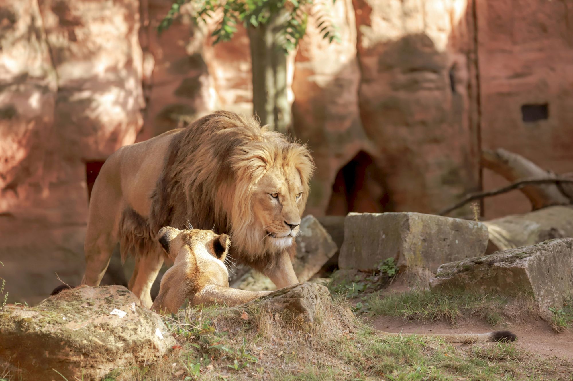 A lion and a lioness are in a rocky, sunlit enclosure, possibly a zoo, with trees in the background.