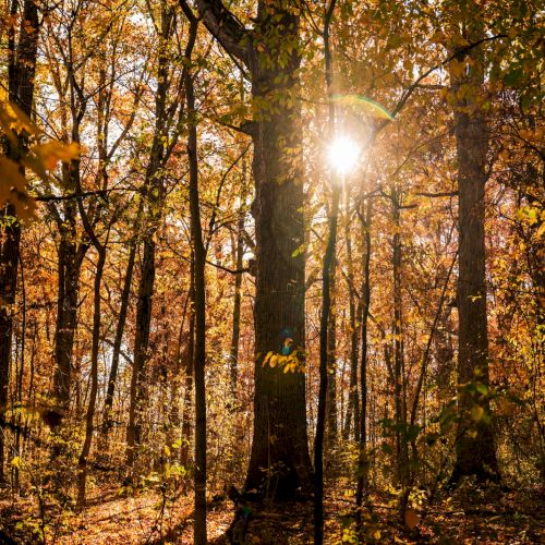 Sunlight filtering through tall trees in Lindenwood Nature Reserve near The Amaya, creating a vertical rhythm of light and shadow
